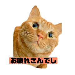 [LINEスタンプ] それいけ でしまし若王子 ②