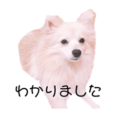 [LINEスタンプ] ポメラニアン仔犬スタンプ