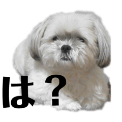 [LINEスタンプ] うちのピコ 