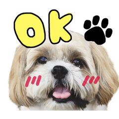 [LINEスタンプ] おデブのシュシュくん 