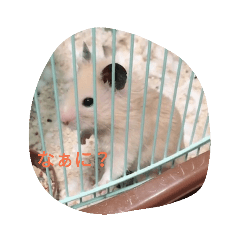 [LINEスタンプ] ハムスターと猫のきもち 