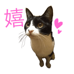 [LINEスタンプ] うちのねこis cute 