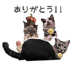 [LINEスタンプ] ぷしゅけこつ【基本】 