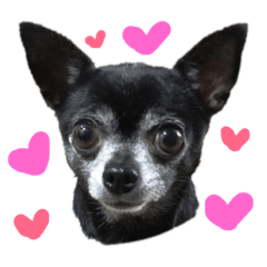 [LINEスタンプ] チワワのmuumuu♡ 