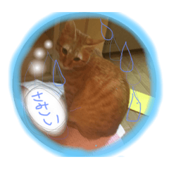 [LINEスタンプ] ヴぃーたん 