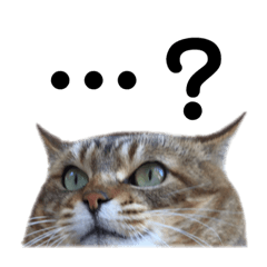 [LINEスタンプ] 実家の猫のスタンプです 