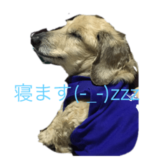 [LINEスタンプ] 伊東家の犬達 