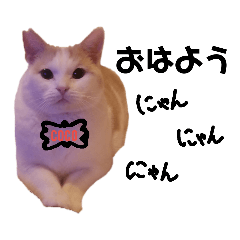 [LINEスタンプ] CoCoはいつもココに... 