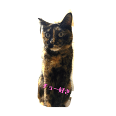 [LINEスタンプ] 野良っぽい家ネコ 