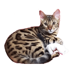 [LINEスタンプ] ベンガル猫 エディのスタンプ 