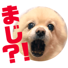 [LINEスタンプ] 風太スペシャル！