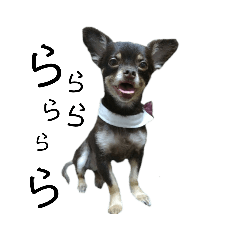 [LINEスタンプ] 可愛い犬のなっちゃんスタンプ fetchpriority=high