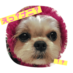 [LINEスタンプ] チャコ達Life
