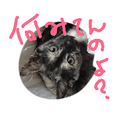 [LINEスタンプ] 初めてつくりました 