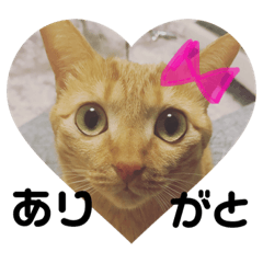 [LINEスタンプ] 茶トラ猫 ココちゃん