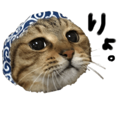 [LINEスタンプ] こなキャッツ 