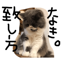 [LINEスタンプ] 仲良し兄弟モコとグリPart2