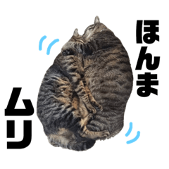 [LINEスタンプ] 仲良し猫のロコモコとチヂミ【関西弁】