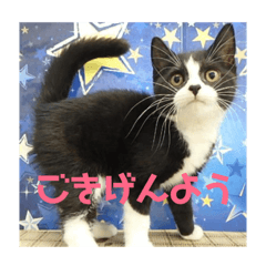 [LINEスタンプ] はなくろ ハチワレ金ちゃんパワー2