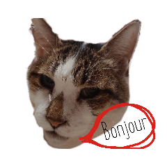 [LINEスタンプ] 我が家のネコたち。1