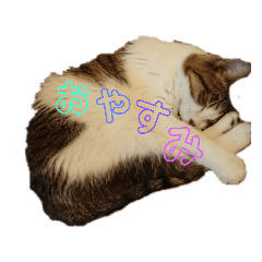 [LINEスタンプ] 我が家の可愛いネコたち。2
