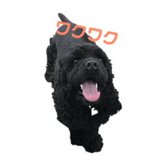 [LINEスタンプ] アメコカブラック ぽろん君 
