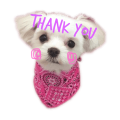 [LINEスタンプ] ふうちゅけねぇね 