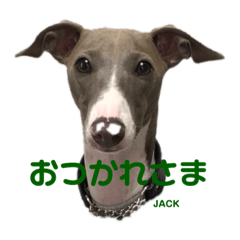 [LINEスタンプ] ジャックの挨拶 
