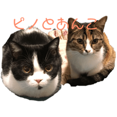 [LINEスタンプ] ピノとあんこ（ネコ） fetchpriority=high
