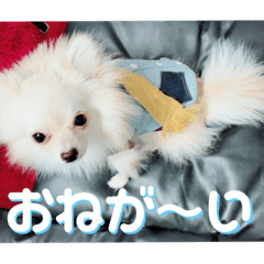 [LINEスタンプ] 愛犬まる君 