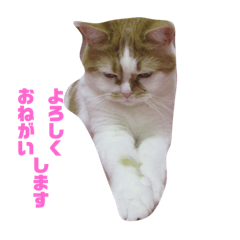 [LINEスタンプ] ミーちゃんのスタンプ 