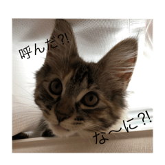 [LINEスタンプ] ＊ショコラの日常＊ 