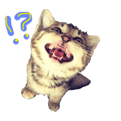 [LINEスタンプ] 我が家のアイドル猫達 
