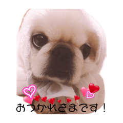 [LINEスタンプ] ペキニーズはお 