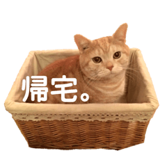 [LINEスタンプ] 我が家の猫と犬♡ 