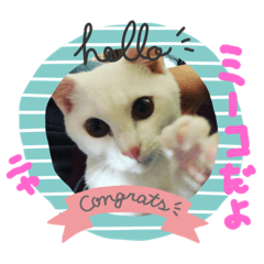 [LINEスタンプ] かわいいミーコちゃん2