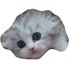 [LINEスタンプ] チンチラ メイさん 