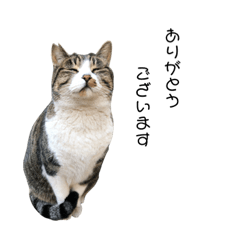[LINEスタンプ] たろち(村長)の生活