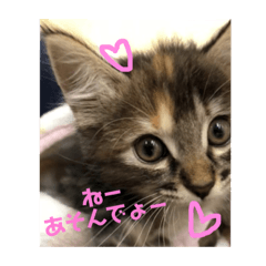 [LINEスタンプ] うちのネコ ショコラ