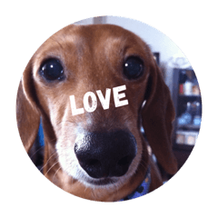 [LINEスタンプ] 愛犬、翔くん。 