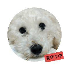 [LINEスタンプ] パワフルしようたです
