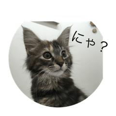 [LINEスタンプ] うちのショコラの1日 fetchpriority=high