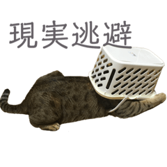[LINEスタンプ] 我がネコすたんぷ 