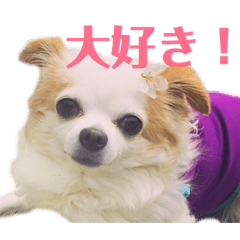 [LINEスタンプ] たれ耳チワワ りんちゃんのスタンプです。 