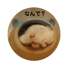 [LINEスタンプ] とうふちゃんのスタンプ 