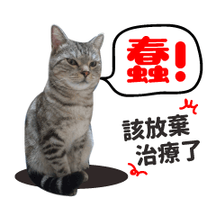 [LINEスタンプ] この猫 