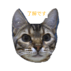 [LINEスタンプ] ヒカル君のネコちゃんスタンプ 