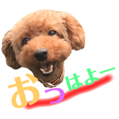 [LINEスタンプ] プードル  モカ 