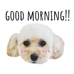 [LINEスタンプ] トイプードル♡スタンプ fetchpriority=high