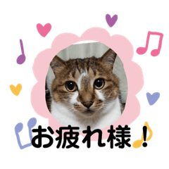[LINEスタンプ] うちのかわいい猫様たち 